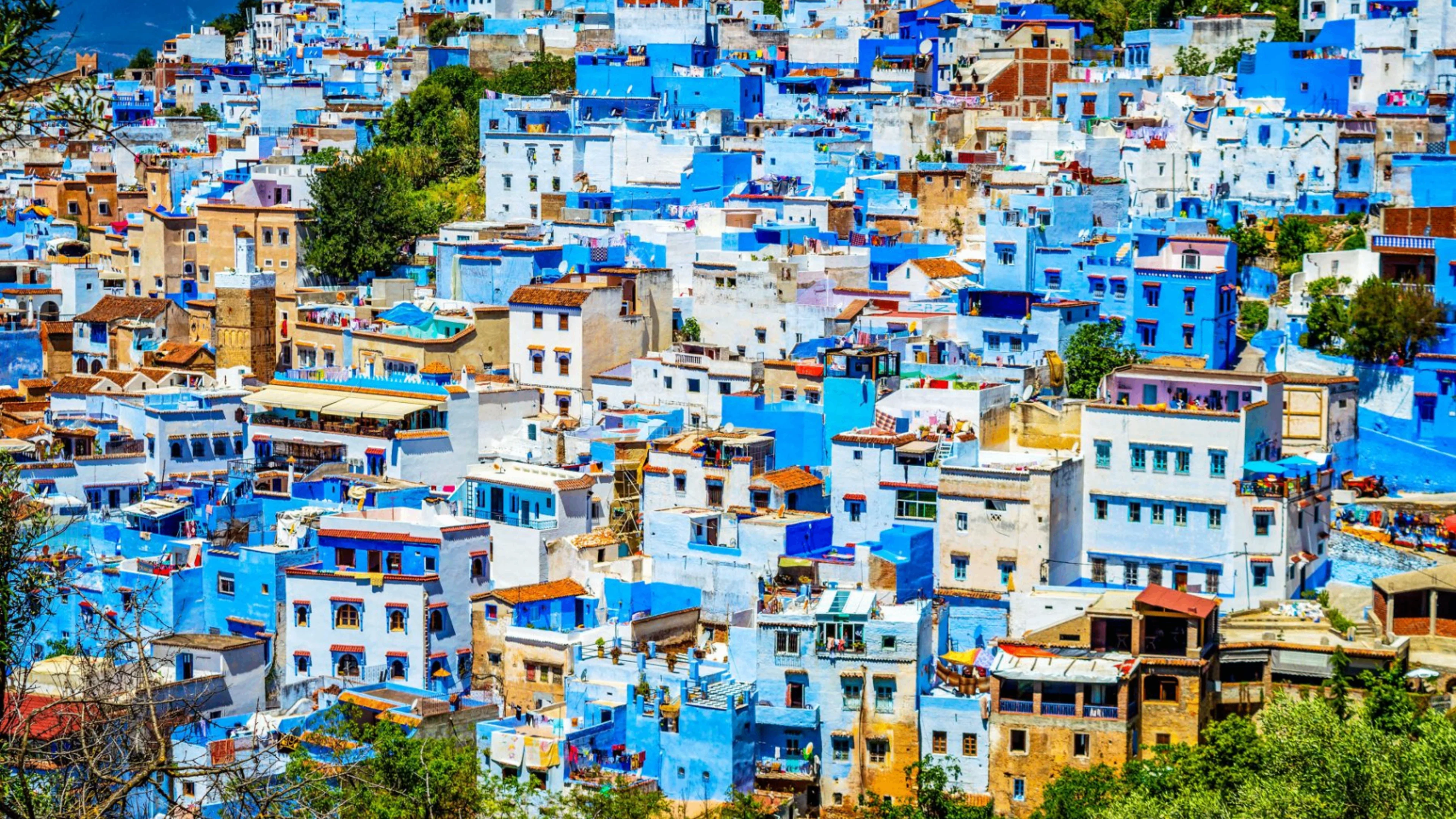 Blue-washed lane with potted plants in the Chefchaouen medina